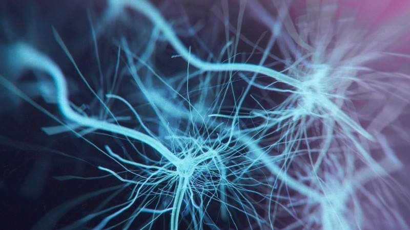 plasticidad-cerebral-neuronal